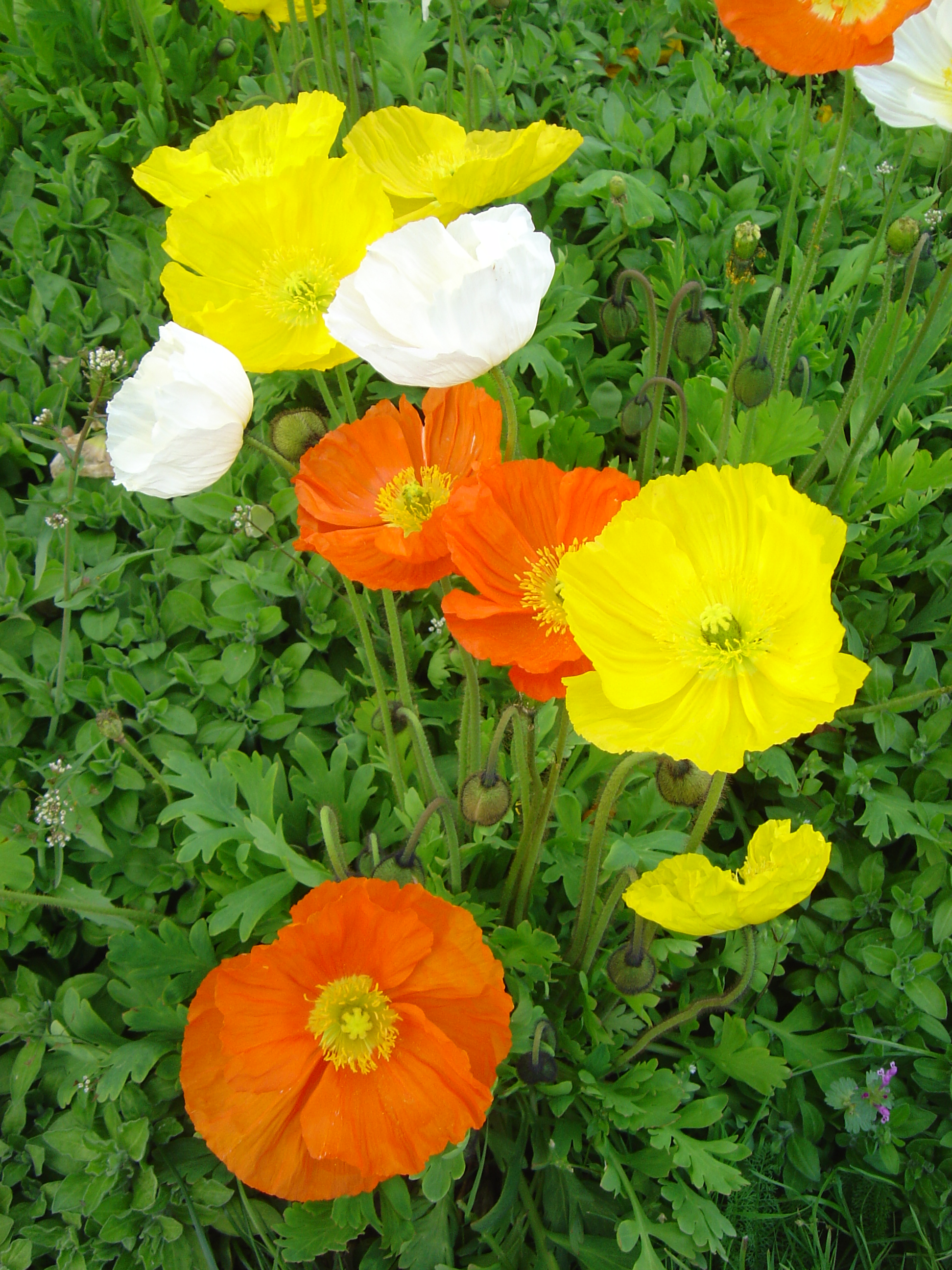 Pavot d'Islande, Pavot nudicaule, Papaver nudicaule : planter