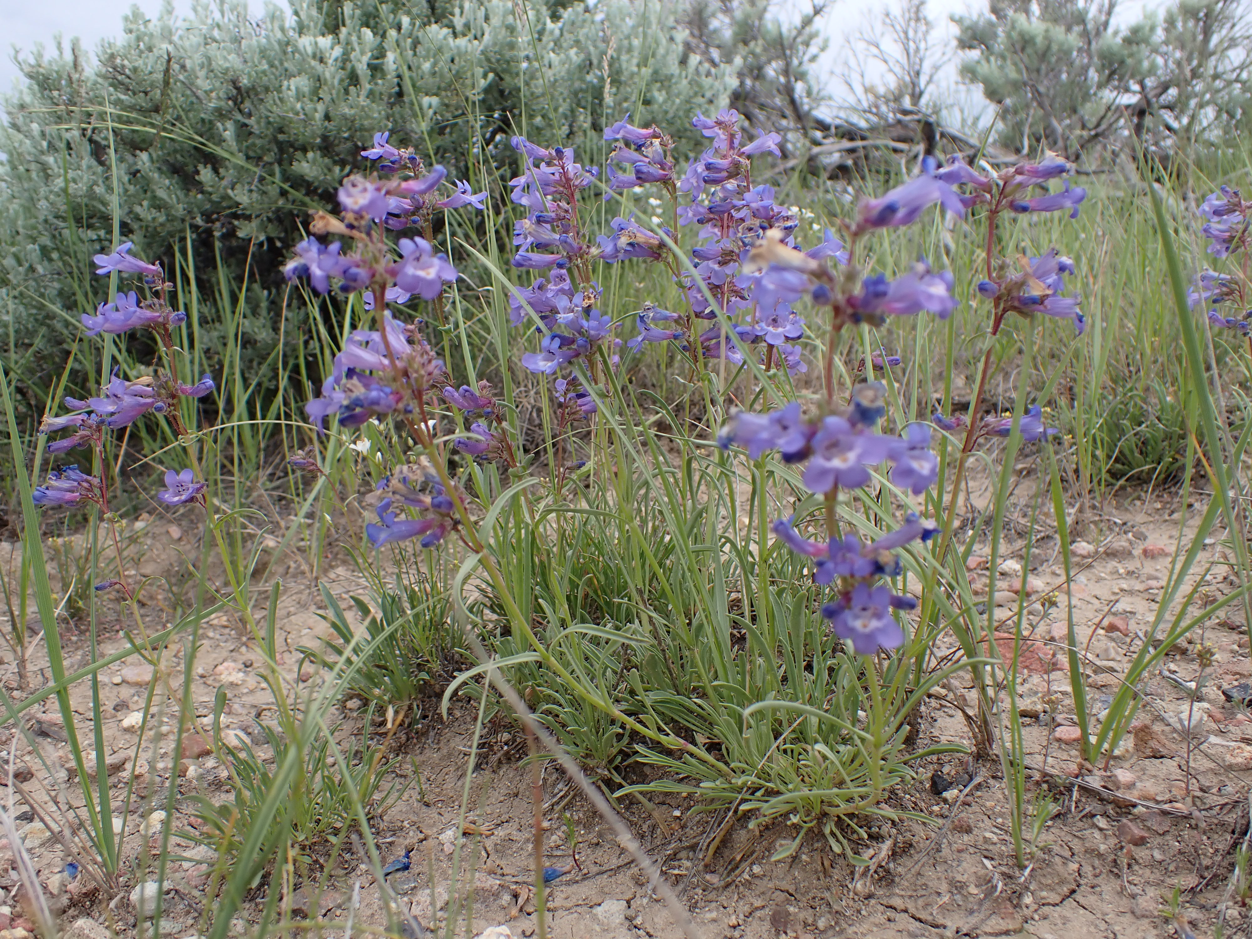 Penstemon Azureus