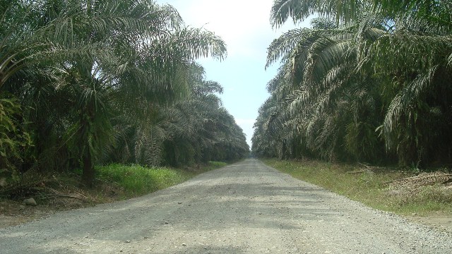 File:Plantación de palma africana en Parrita. Costa Rica.JPG