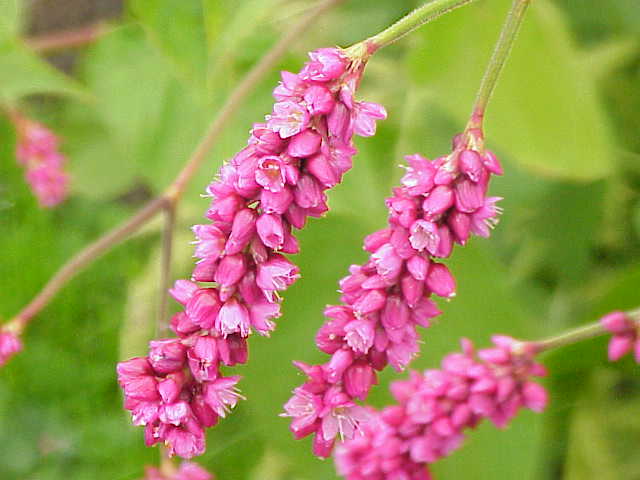 File:Polygonum orientale0.jpg