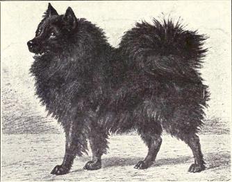 File:Pomeranian (Spitz) from 1915.JPG