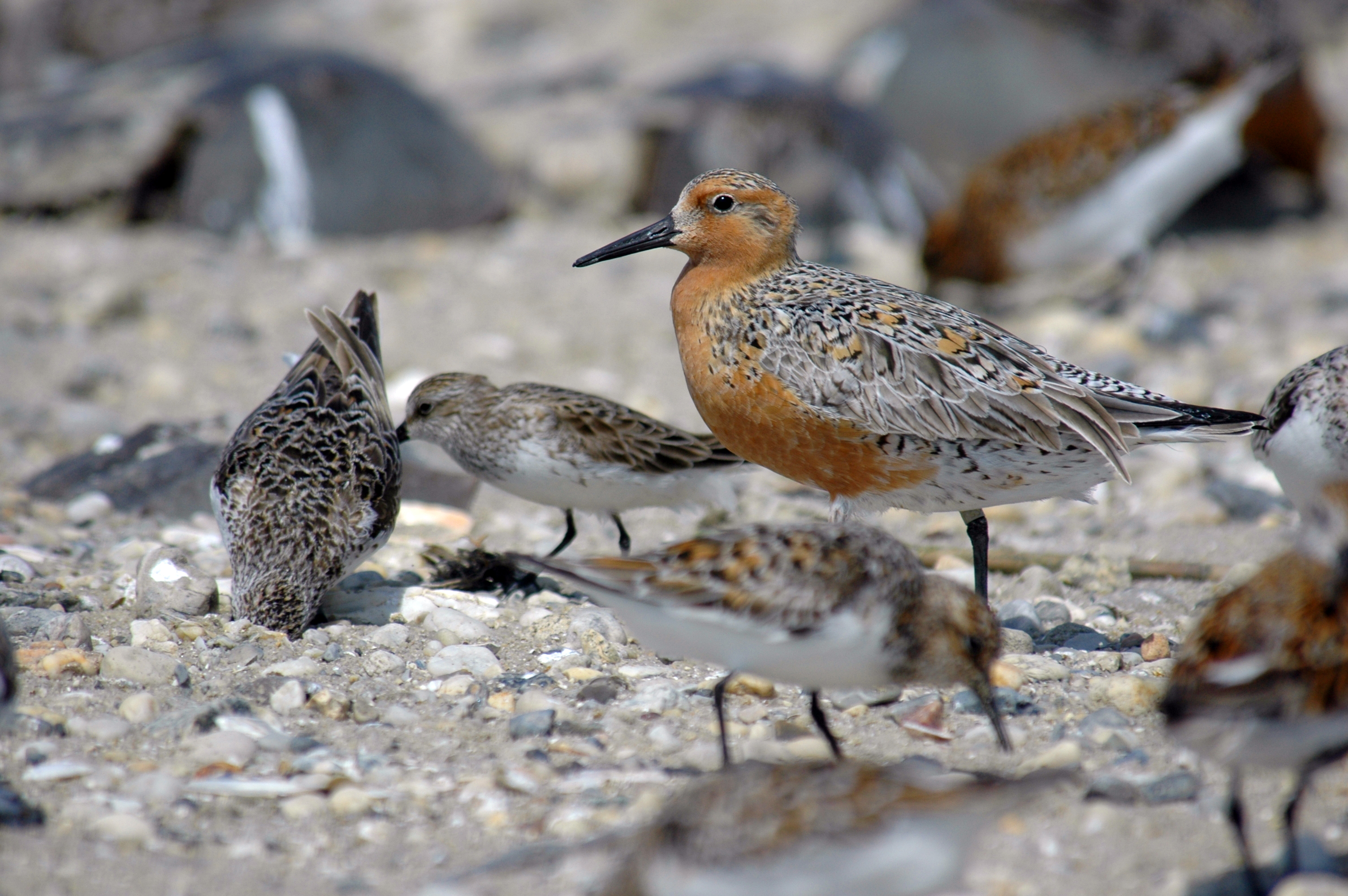 Птицы обитающие на побережье. Calidris canutus. Исландский песочник остров Врангеля. Исландский песочник птица. Прибрежные птицы.