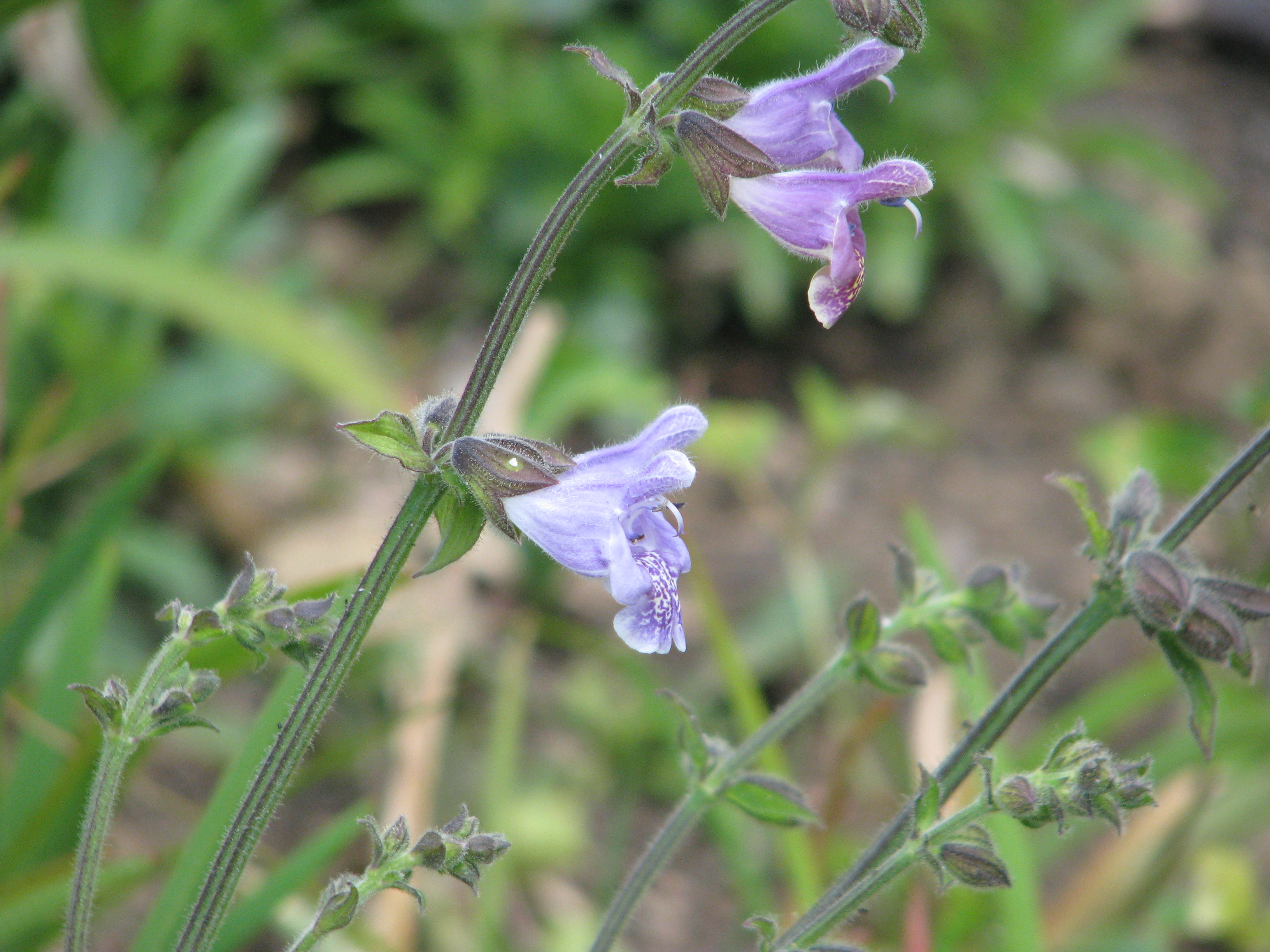 Шалфей Salvia Bumbleberry