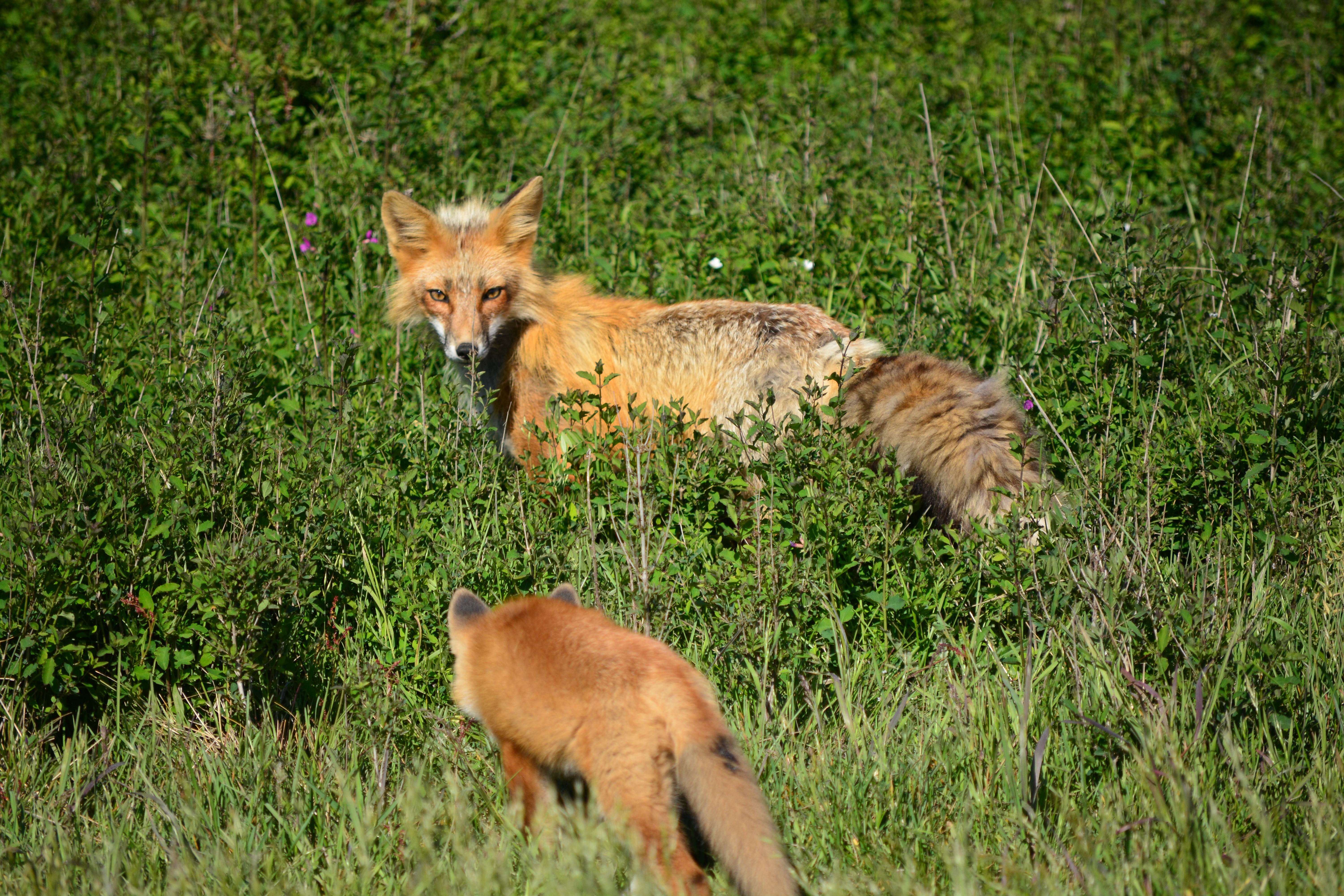 Pointed Fox. Long Pointy Fox Poo.