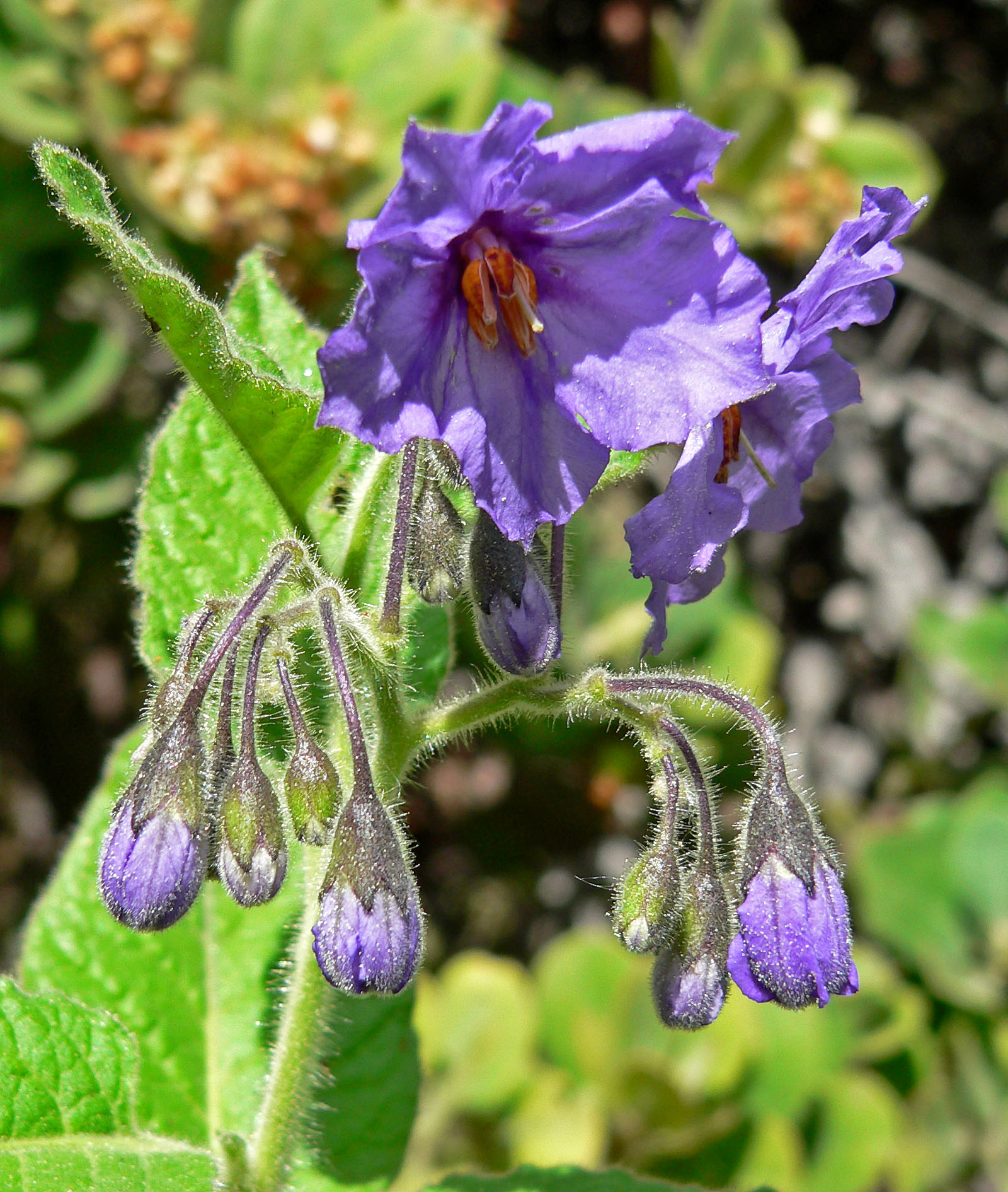 tomato plant flower