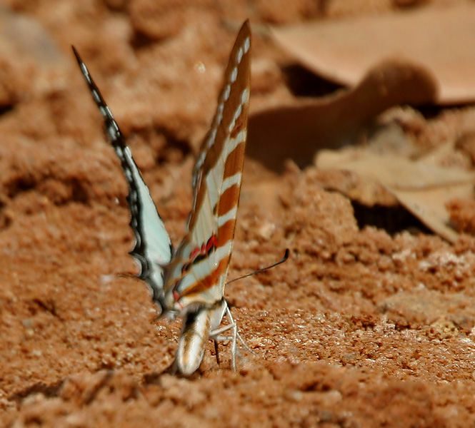 File:Spot Swordtail (Graphium nomius) in Kinnarsani WS, AP W IMG 6002.jpg