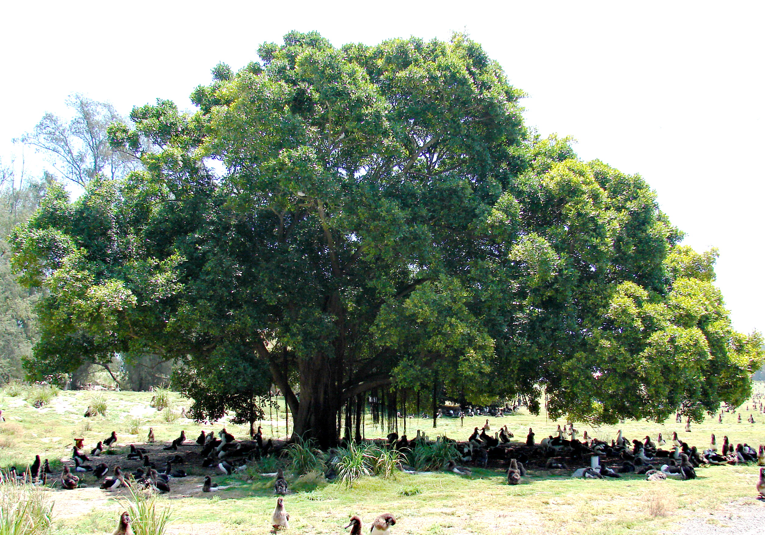 Shade tree - Wikipedia