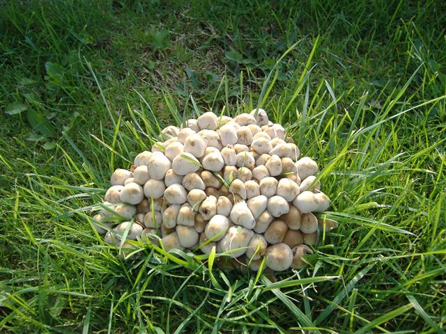 File:Strange Fungi - geograph.org.uk - 66340.jpg