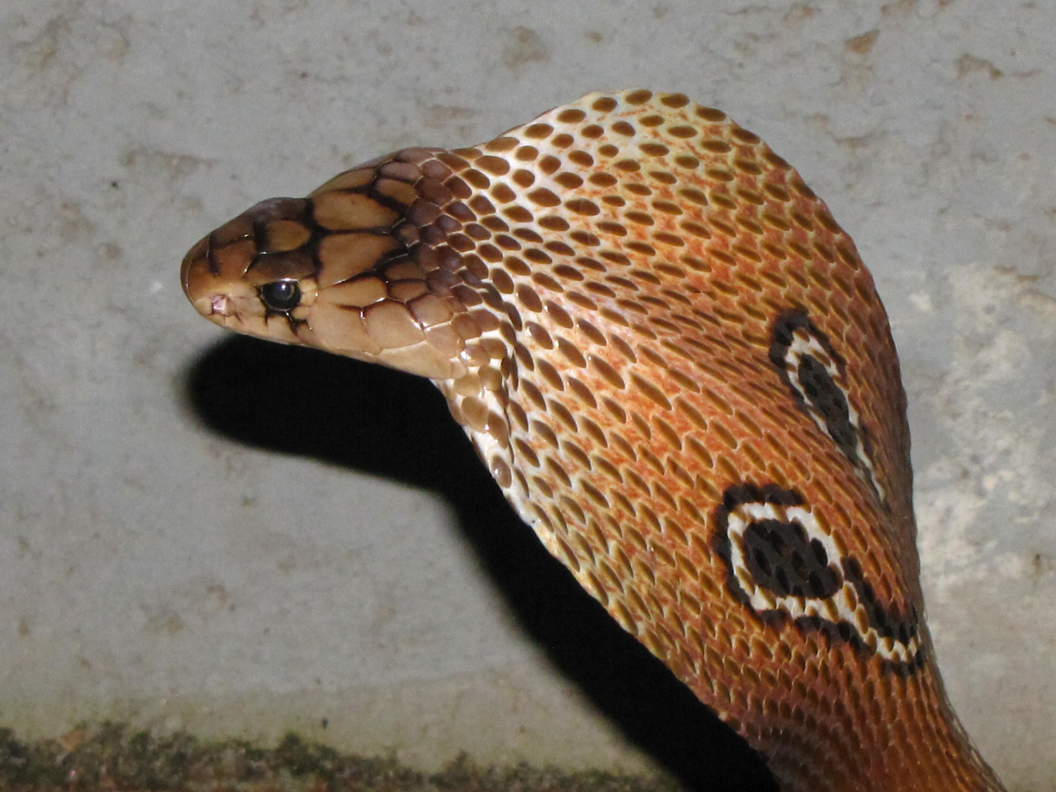 インドコブラの毒性や生態と天敵について インド四大毒蛇 危険生物 Information