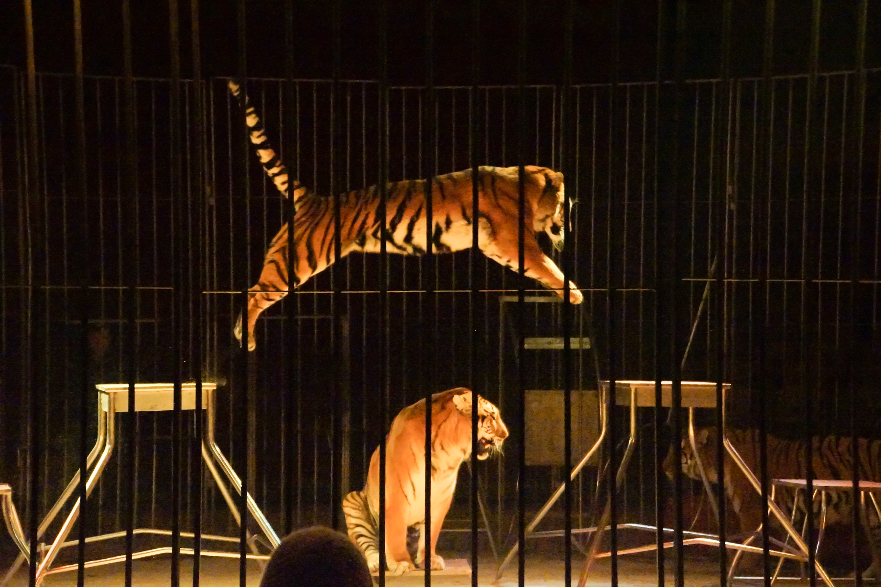 circus tigers