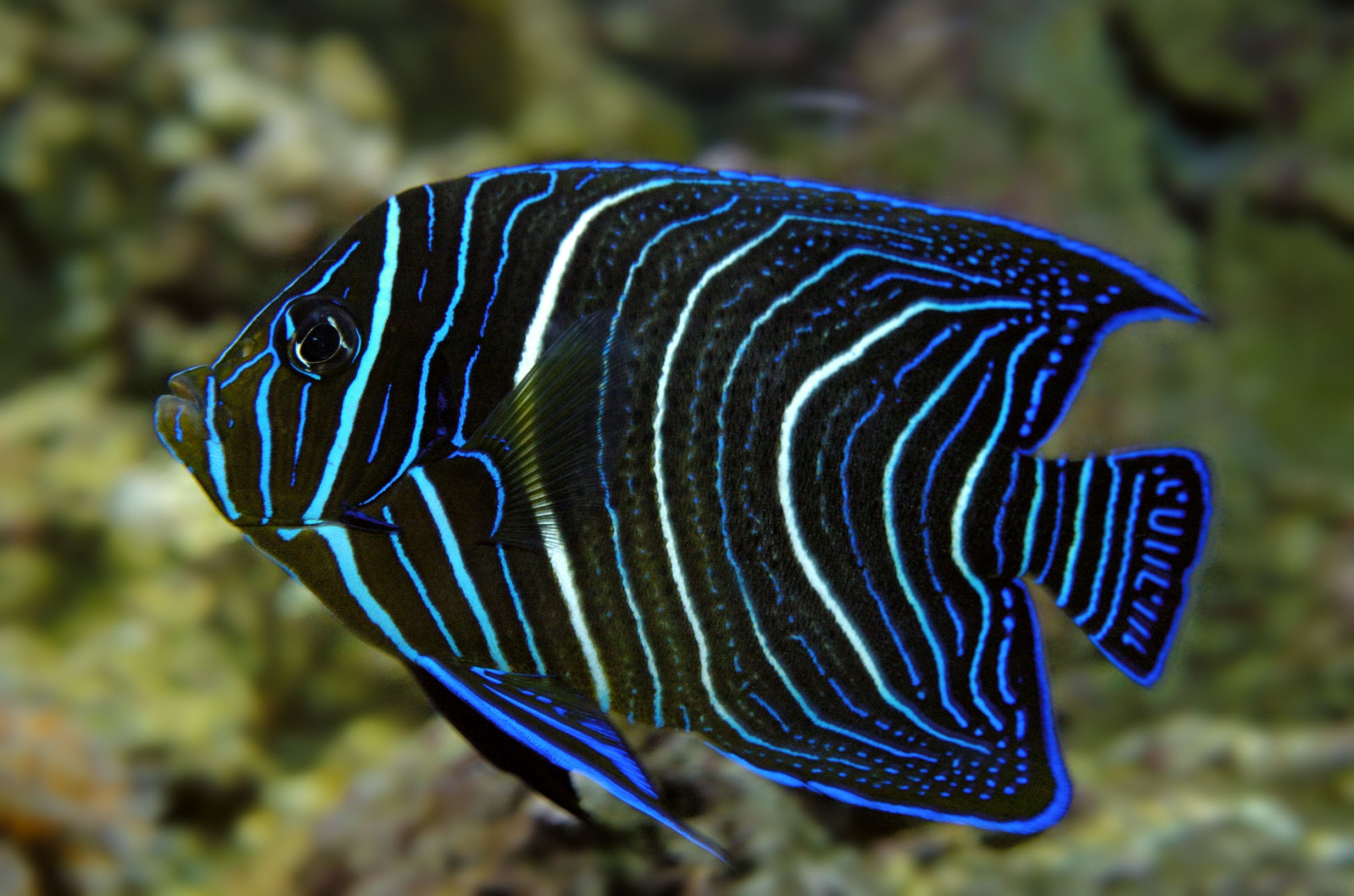 Рыба ангел. Pomacanthus semicirculatus. Pomacanthus xanthometopon. Рыба ангел Кифэра. Ангел диакантус (Королевский Павлин).