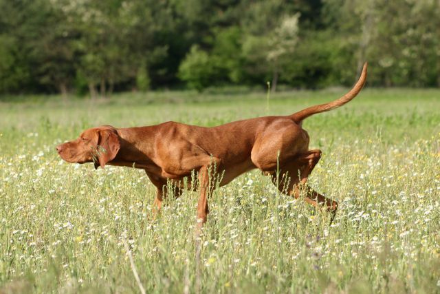 what breeds of dogs point