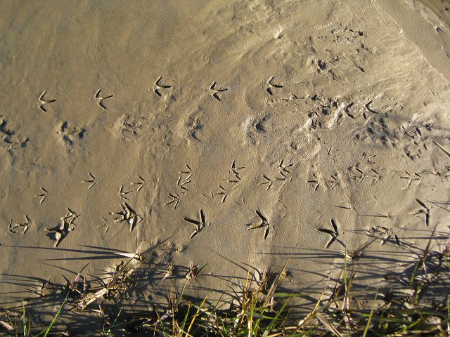 File:Whose feet are these^ - geograph.org.uk - 672935.jpg