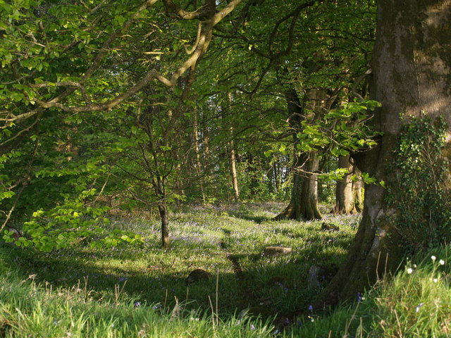 File:Wood near Tredown - geograph.org.uk - 427454.jpg