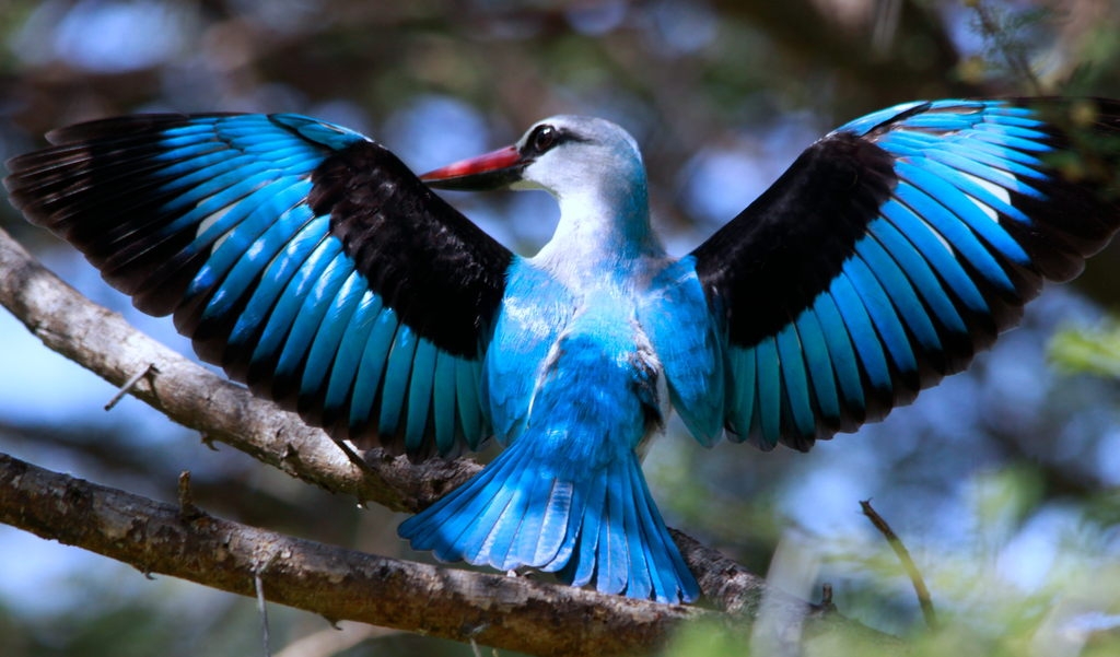 File:Woodland Kingfisher, Halcyon senegalensis at Marakele National Park, South  Africa (8316914391).jpg - Wikimedia Commons