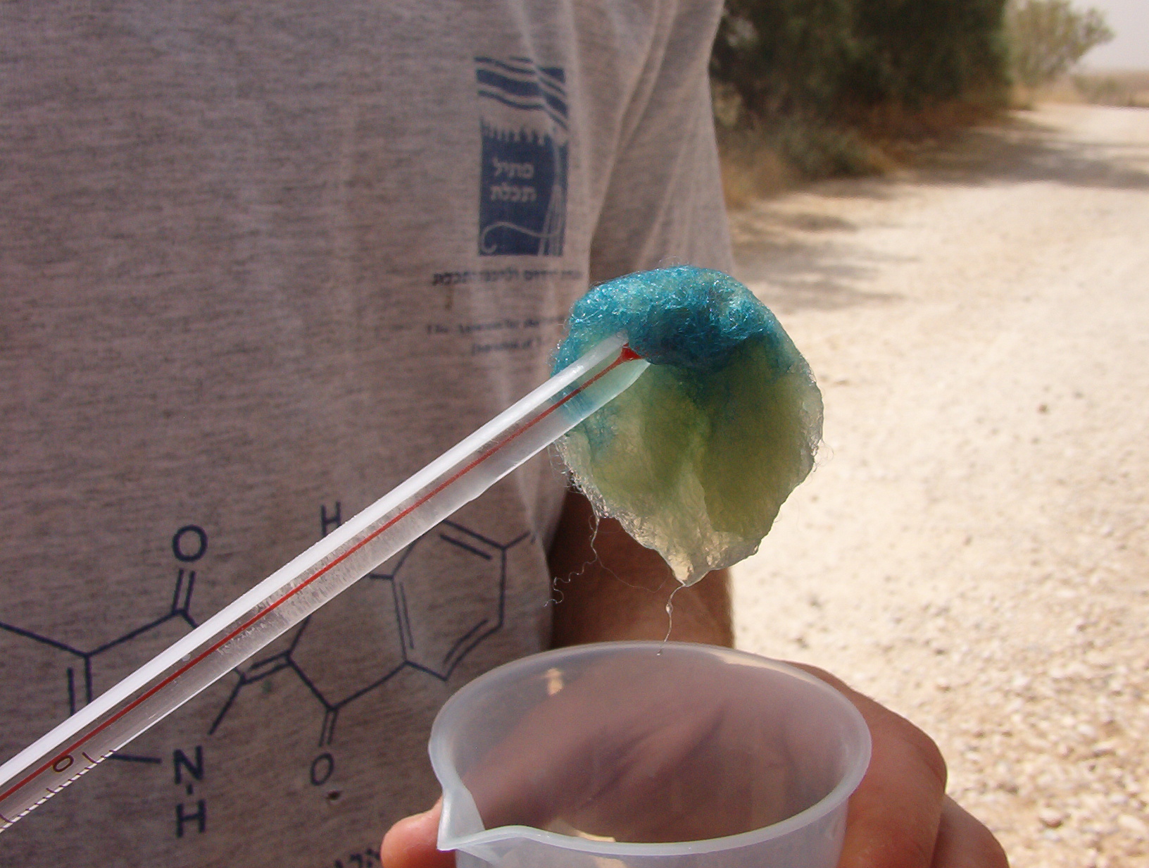 A close-up of a researcher holding up a clump of wet wool, just pulled from a beaker, which is in the process of turning from a pale green to vibrant blue.