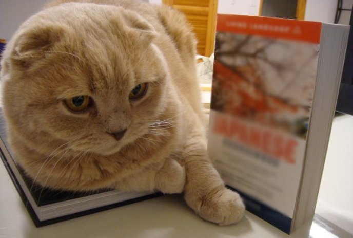 File:Yellow scottish fold.jpg