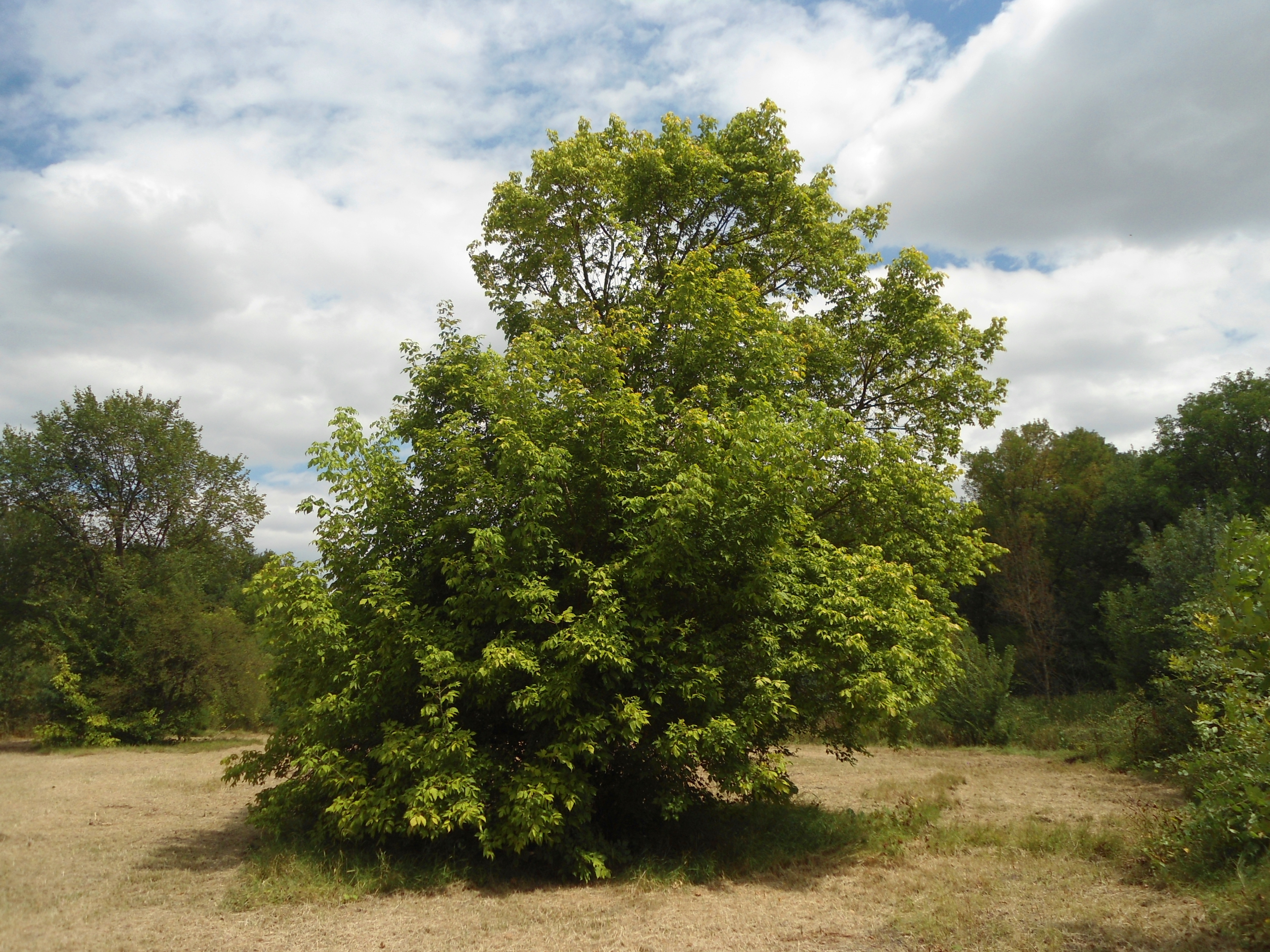 Acer negundo 'elegans' pa