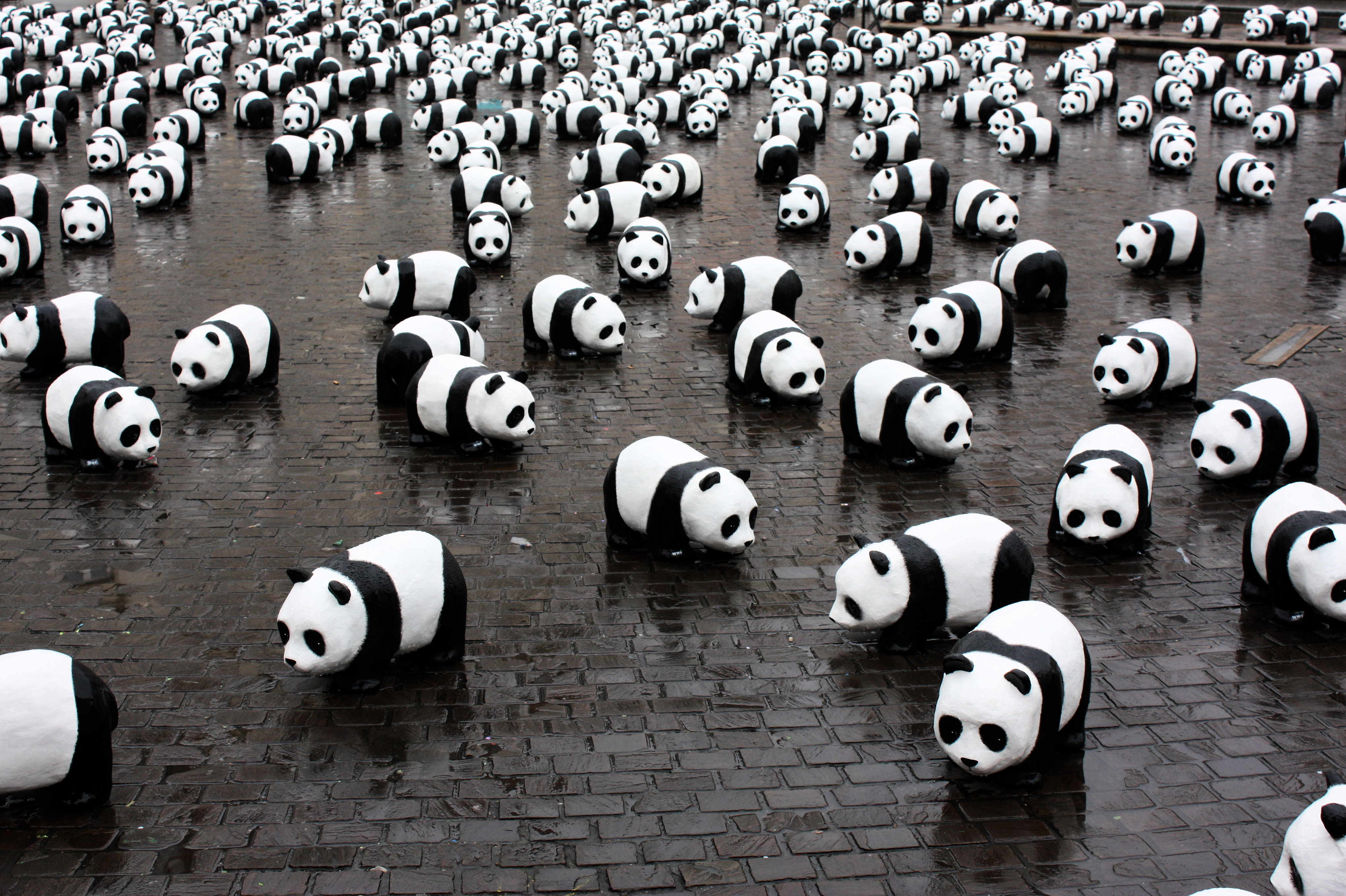 Pandas cs go. 9 Пандас. Панда. Панда картинки. Много панд.