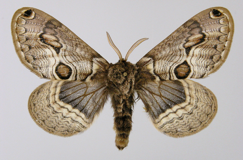 Acanthobrahmaea europaea.jpg