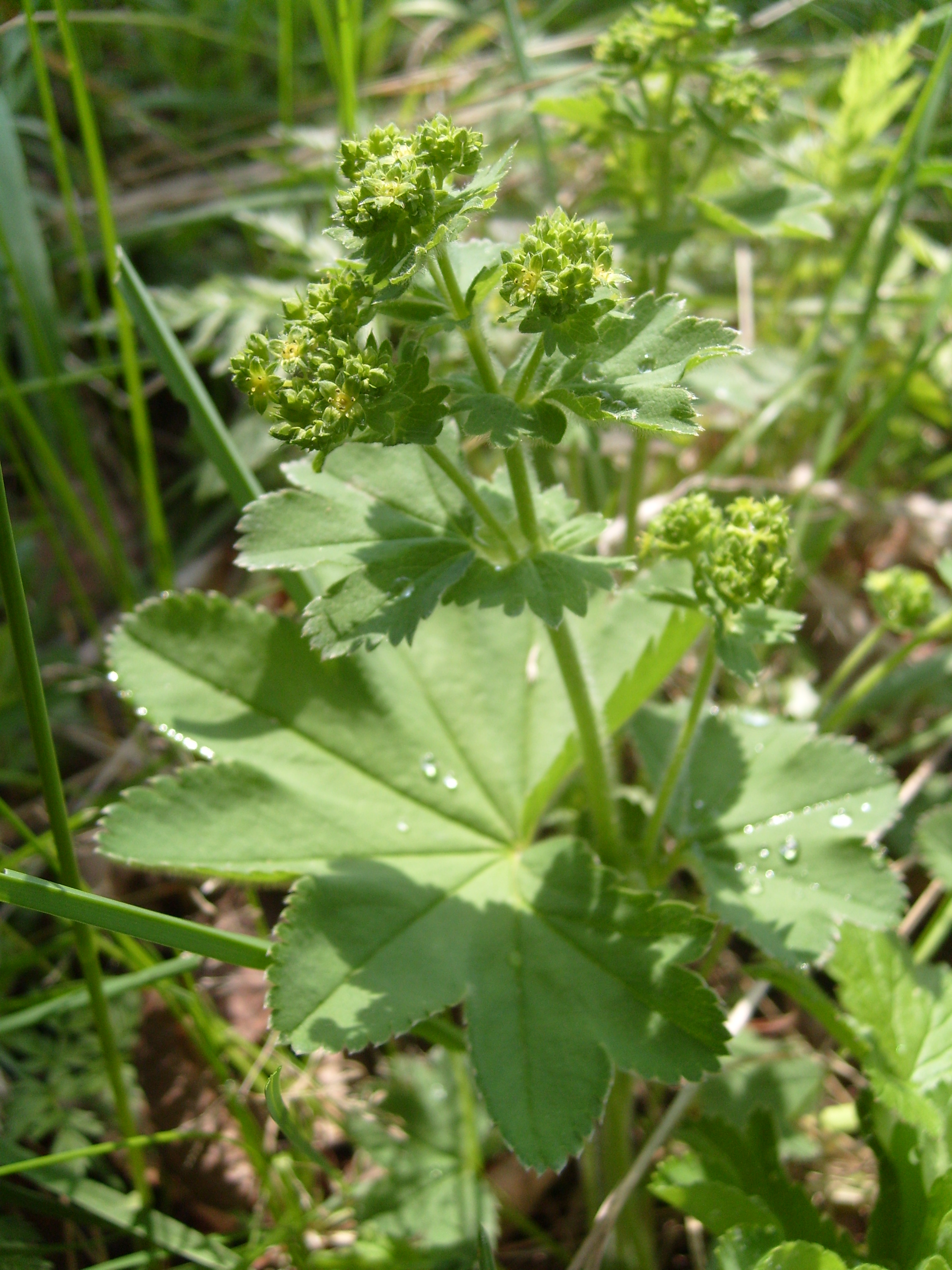 Alchemilla vulgaris bitkisi