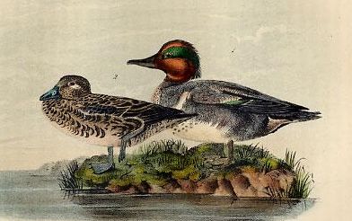 File:Anas carolinensis (Audubon).jpg