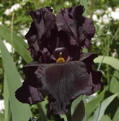 File:Black IRIS.jpg