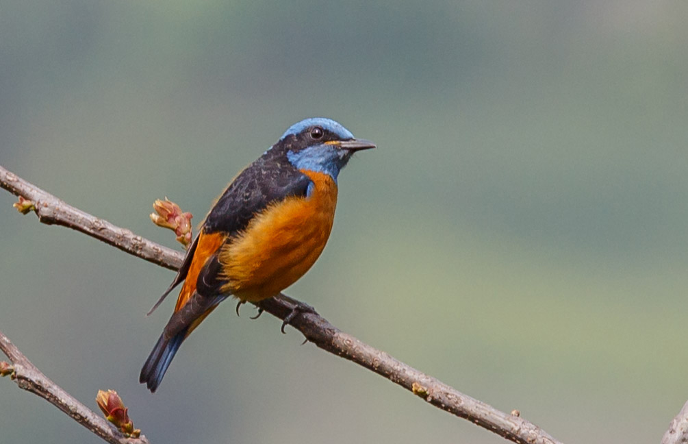 File:Blue-capped rock thrush (Monticola cinclorhyncha) 025.jpg - Wikimedia Commons