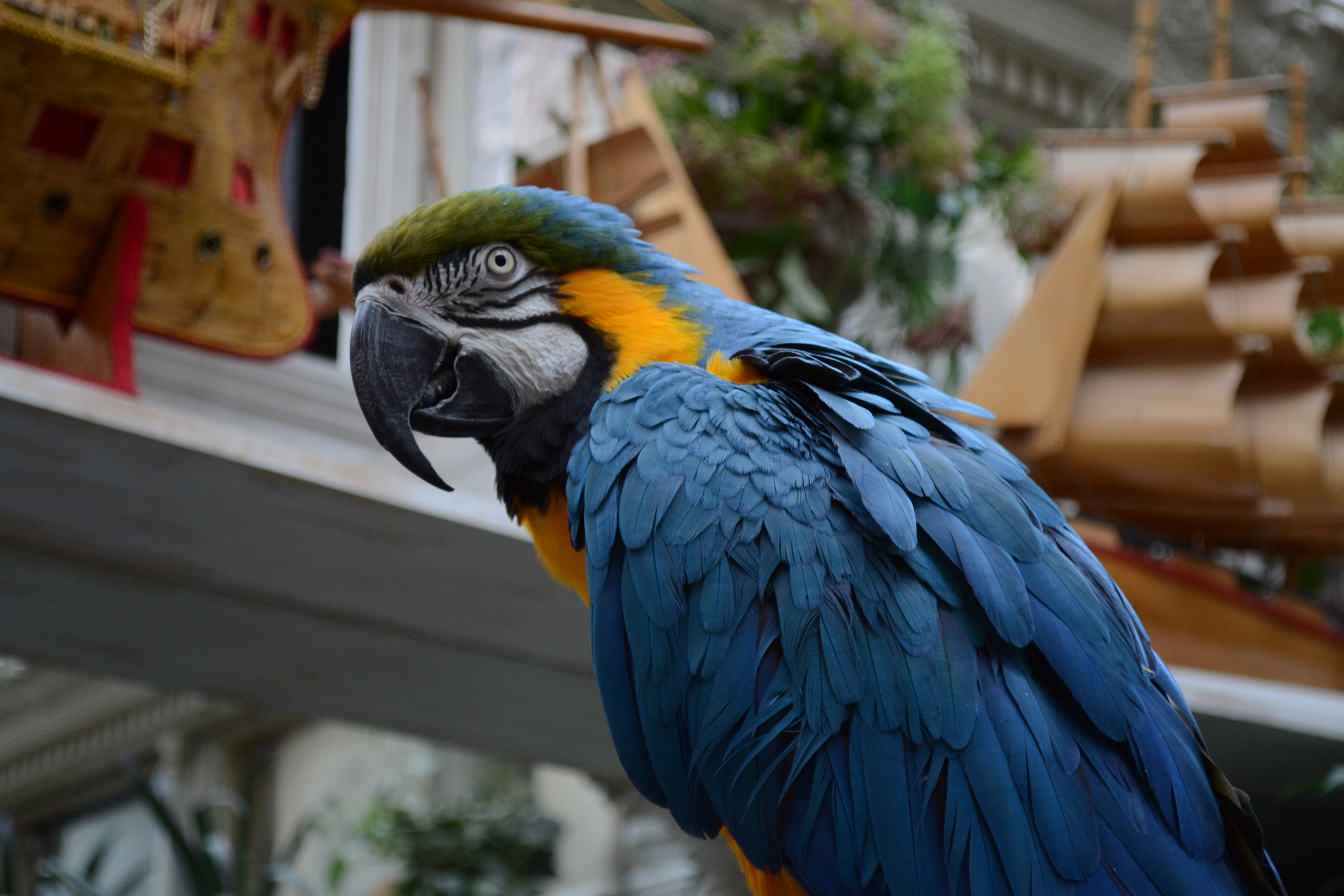 Синегорлый ара. Моды на декор Macaw. Macaw's Furniture. Macaw's Bridges.