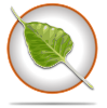 Logo von Bodhi Linux