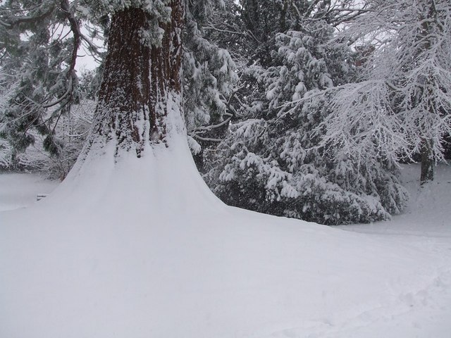 File:Bole of Giant Redwood - geograph.org.uk - 334177.jpg