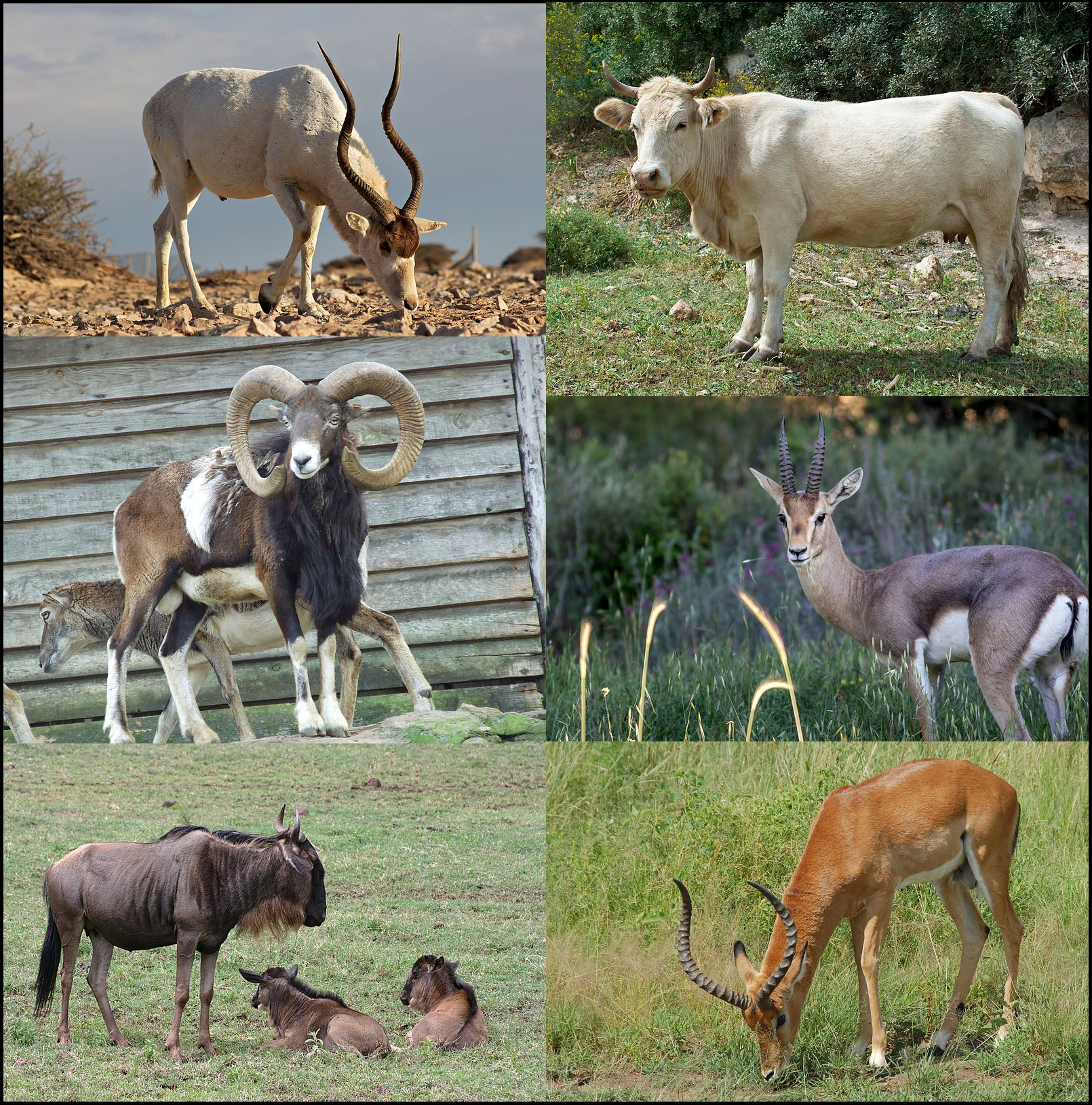 Sable antelope - Wikipedia