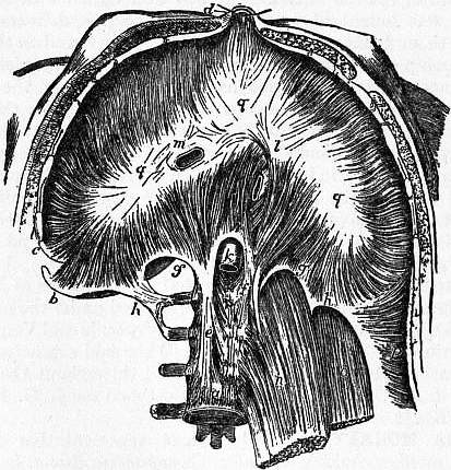 File:Britannica Diaphragm.jpg