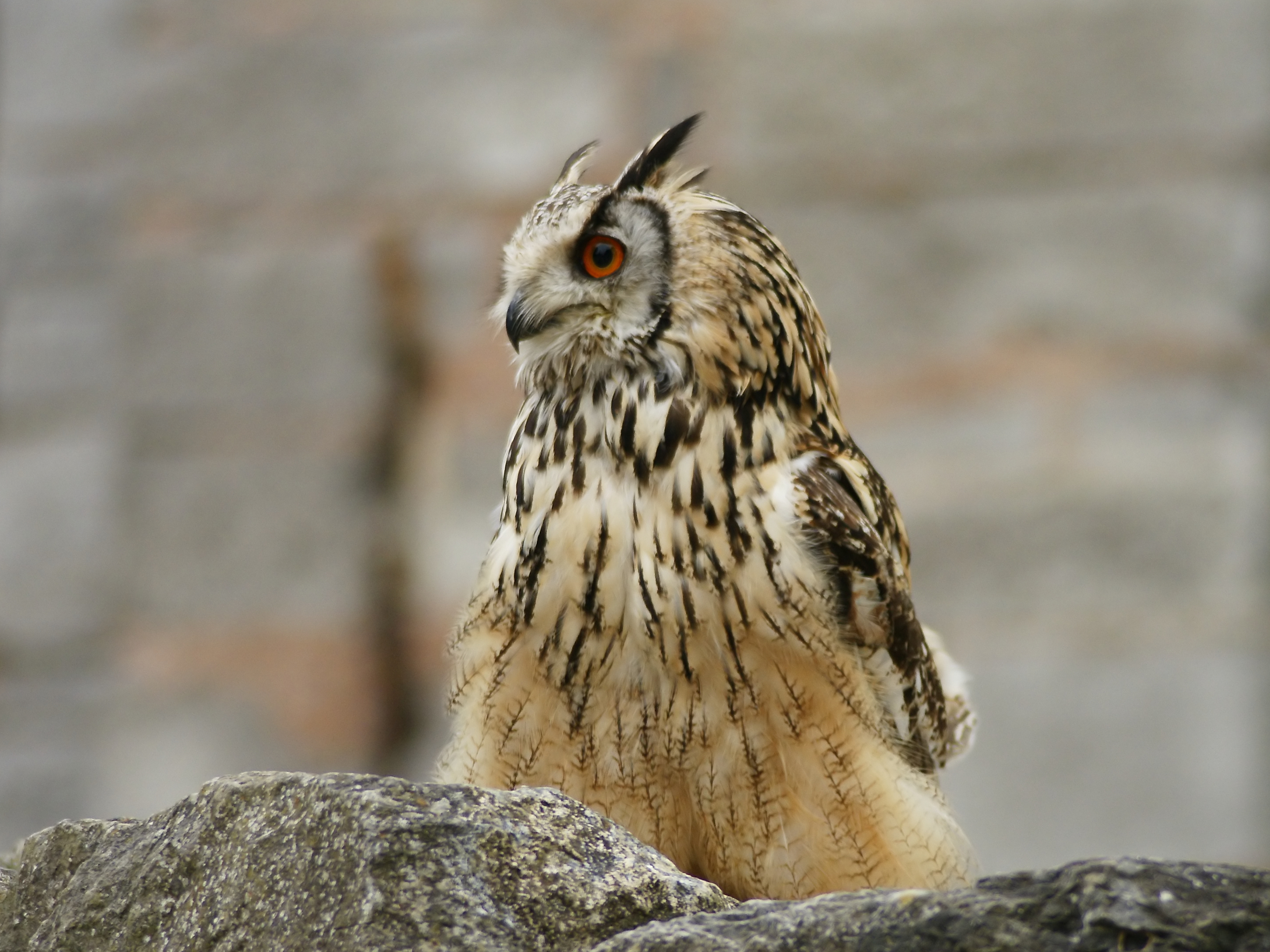 Смешные Совы фото. Bubo. Ханса Филин. Bubo Unicus. Филин х купить