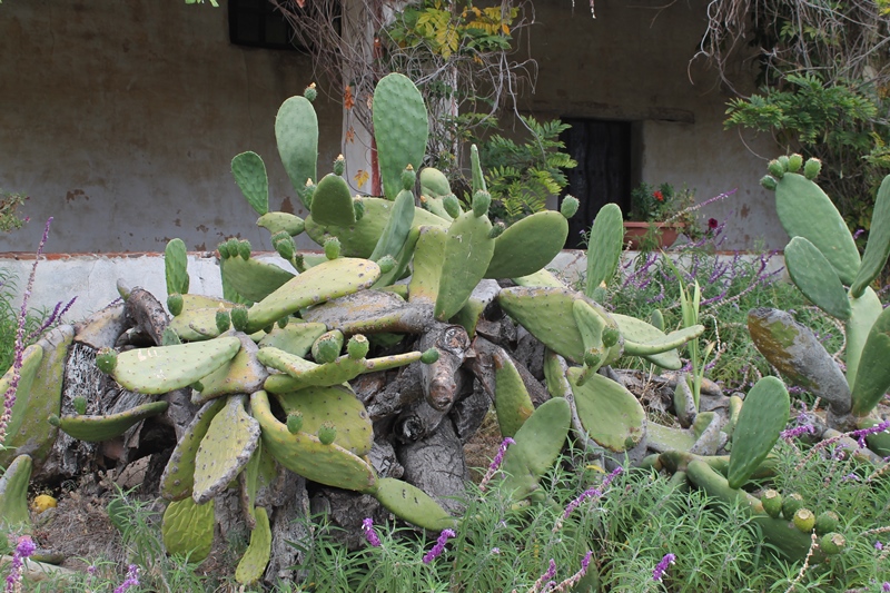 File:Cactus, Interior Courtyard 1.jpg