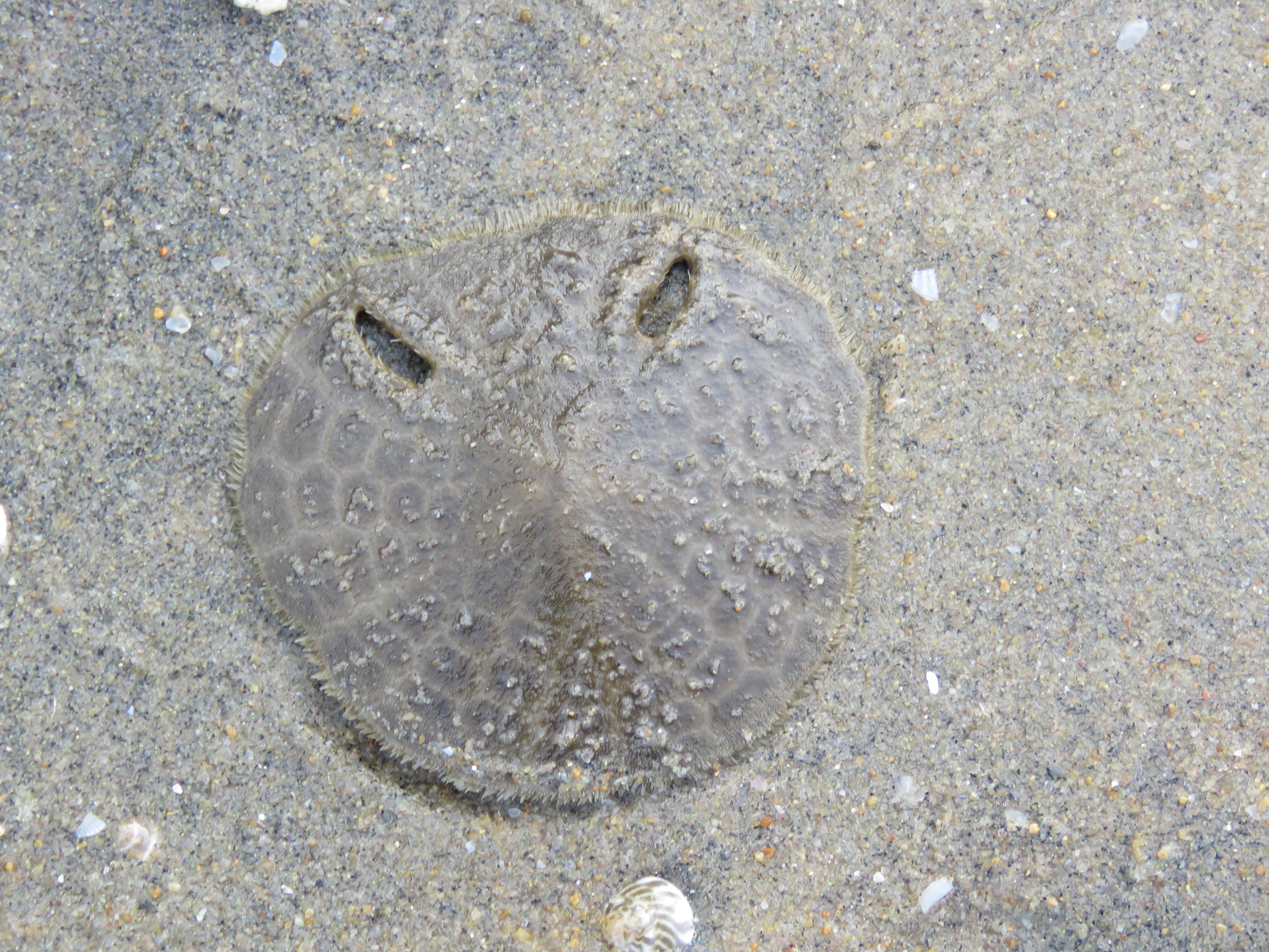 Test Hard Shell of Red Heart Urchin or Cake Urchin, Large Heart Urchin  Meoma Ventricosa Undersea, Caribbean Sea, Cuba Stock Photo - Image of urchin,  animal: 249279088