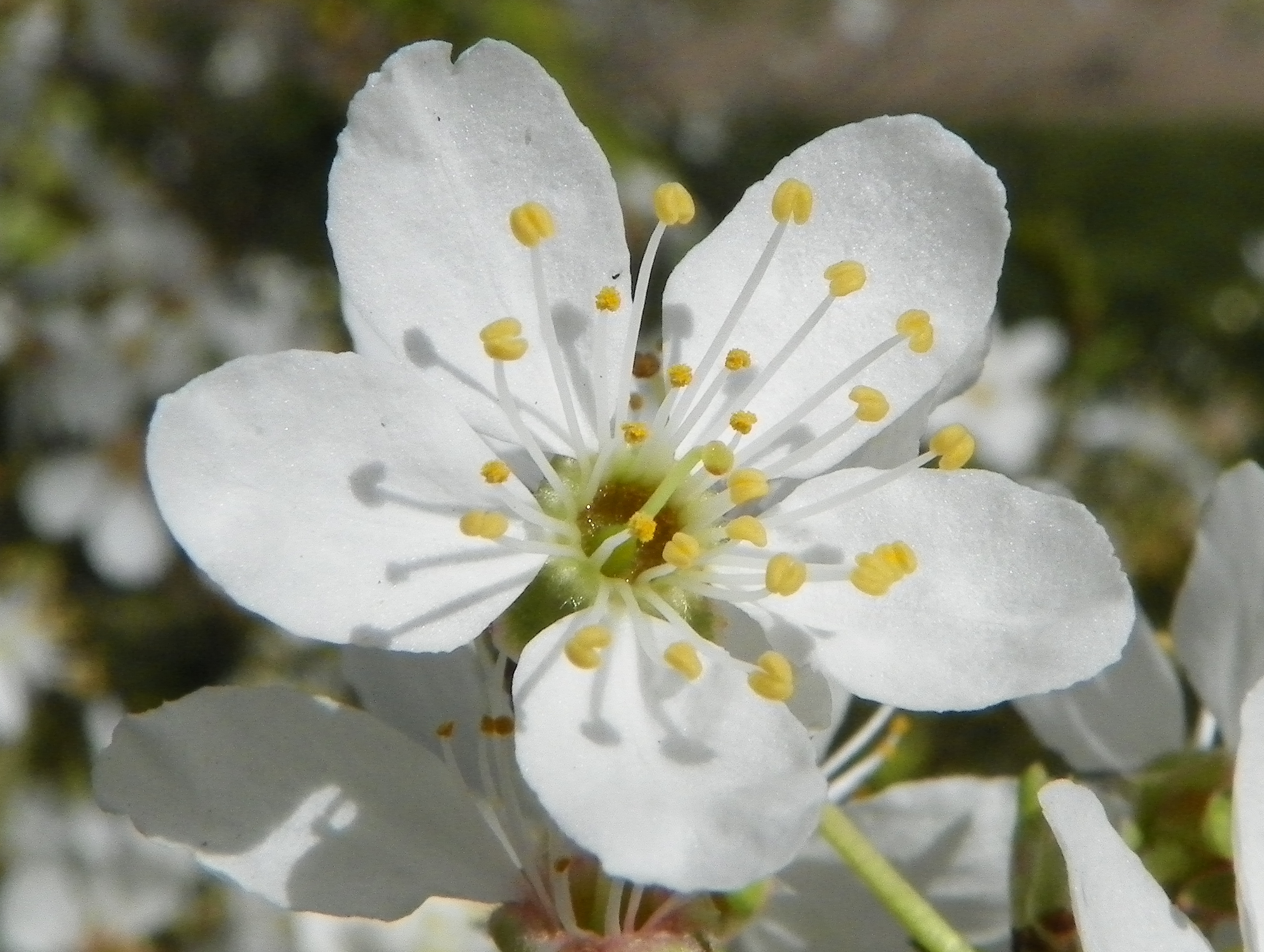 prunus cerasifera