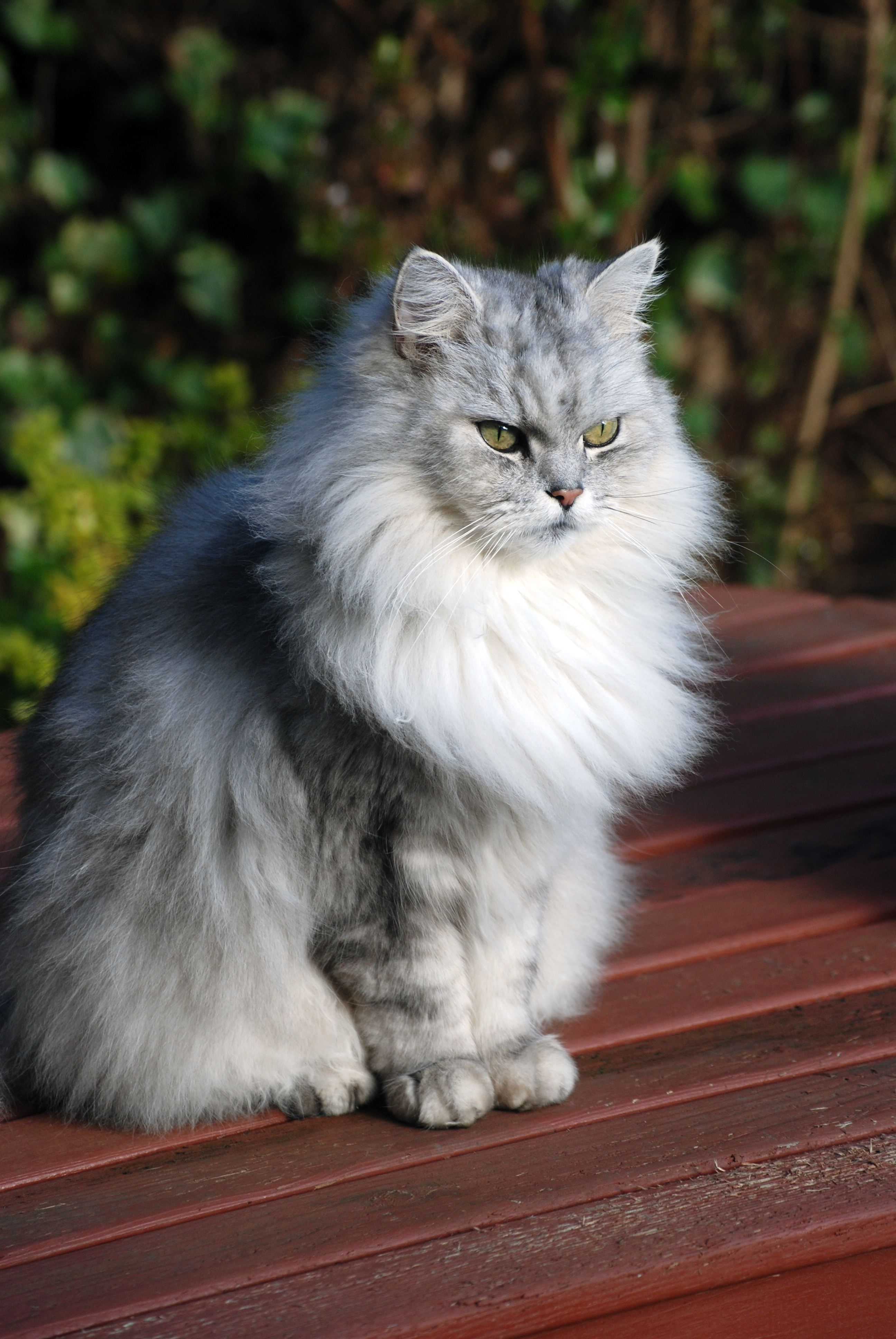 File:Chinchilla cat (3228221937).jpg - Wikimedia Commons