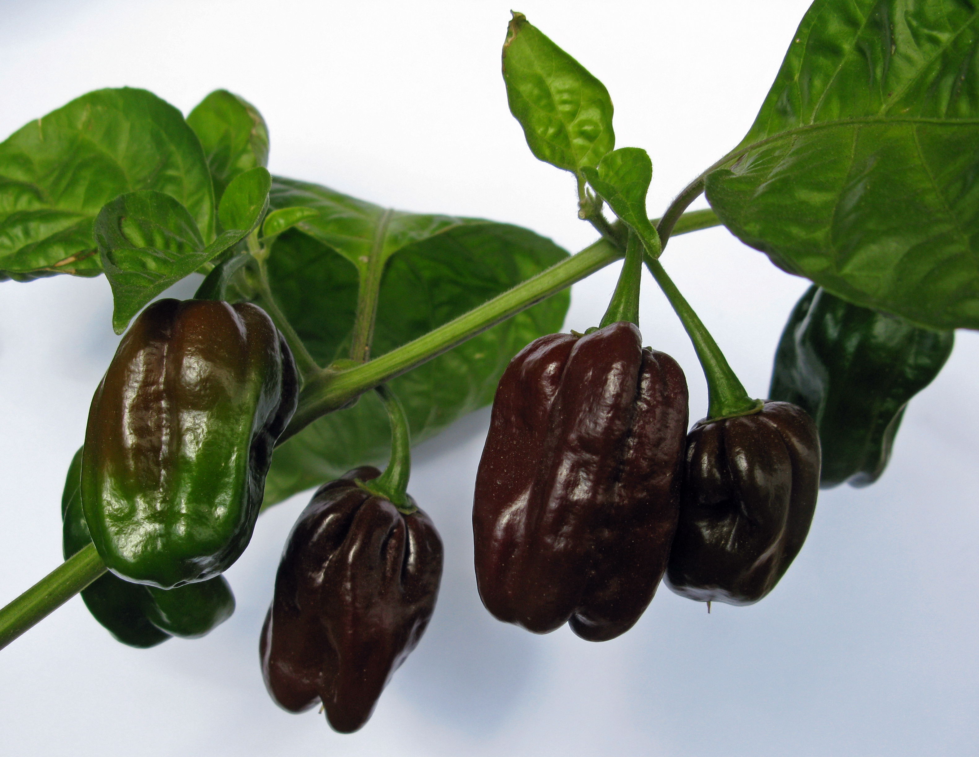 Chocolate habanero