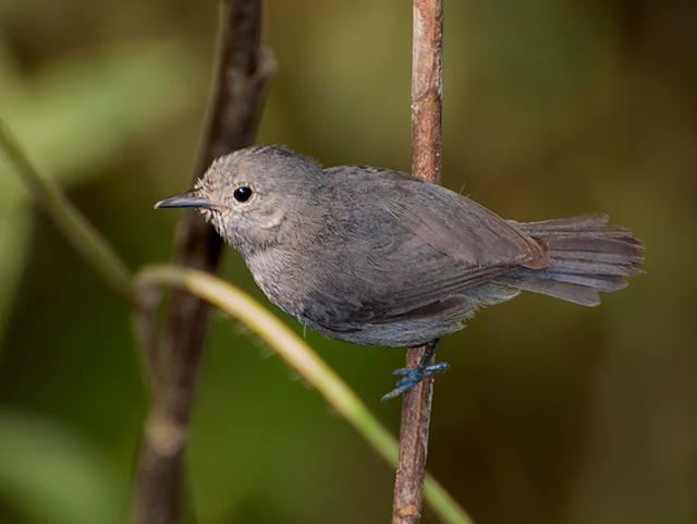 File:Choquinha-cinzenta (Myrmotherula unicolor) (16571931324).jpg