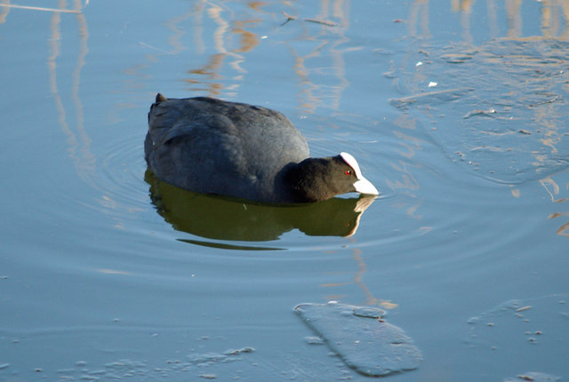 File:Coot - geograph.org.uk - 333676.jpg