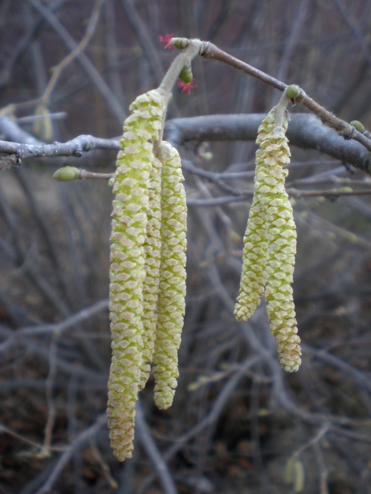 Corylus avellana С†РІРµС‚С‹