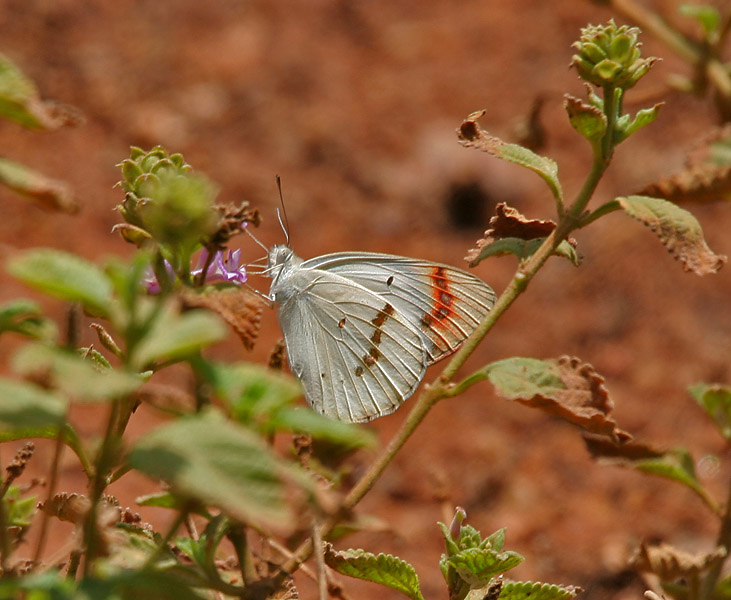 File:Crimson Tip (Colotis danae)- Male at Hyderabad, AP W 240.jpg