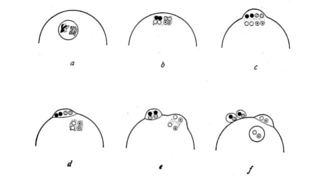 File:Critique of the Theory of Evolution Fig 051.jpg