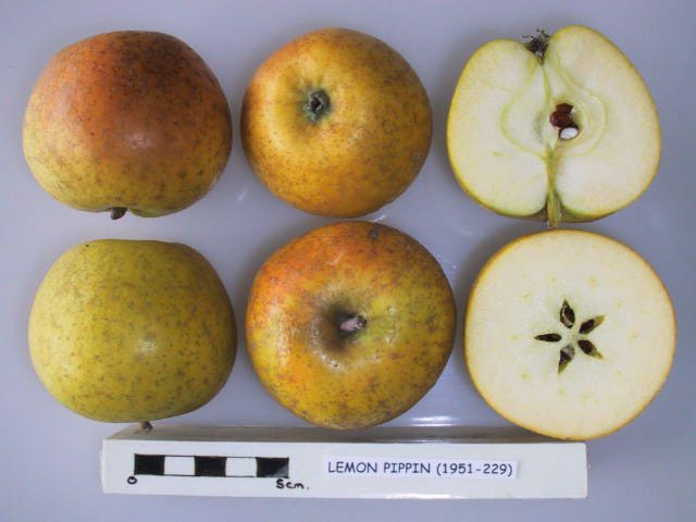 File:Cross section of Lemon Pippin, National Fruit Collection (acc. 1951-229).jpg