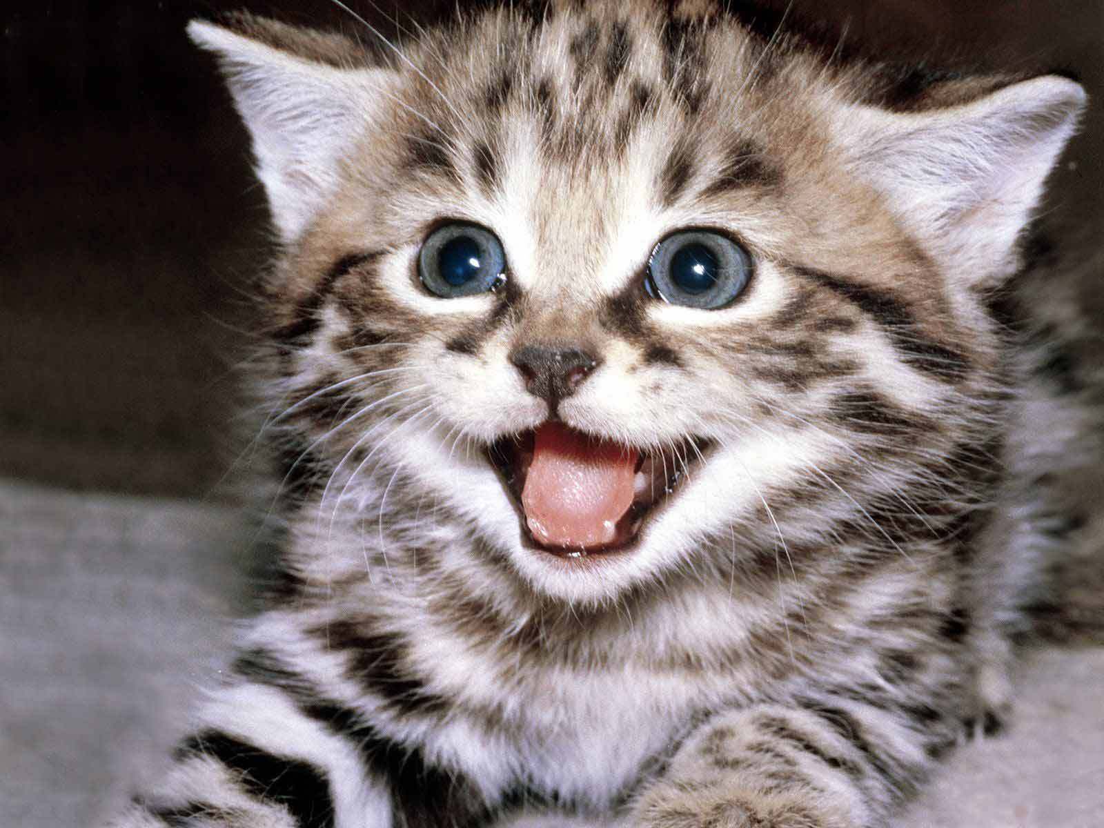 What a cute Kitty