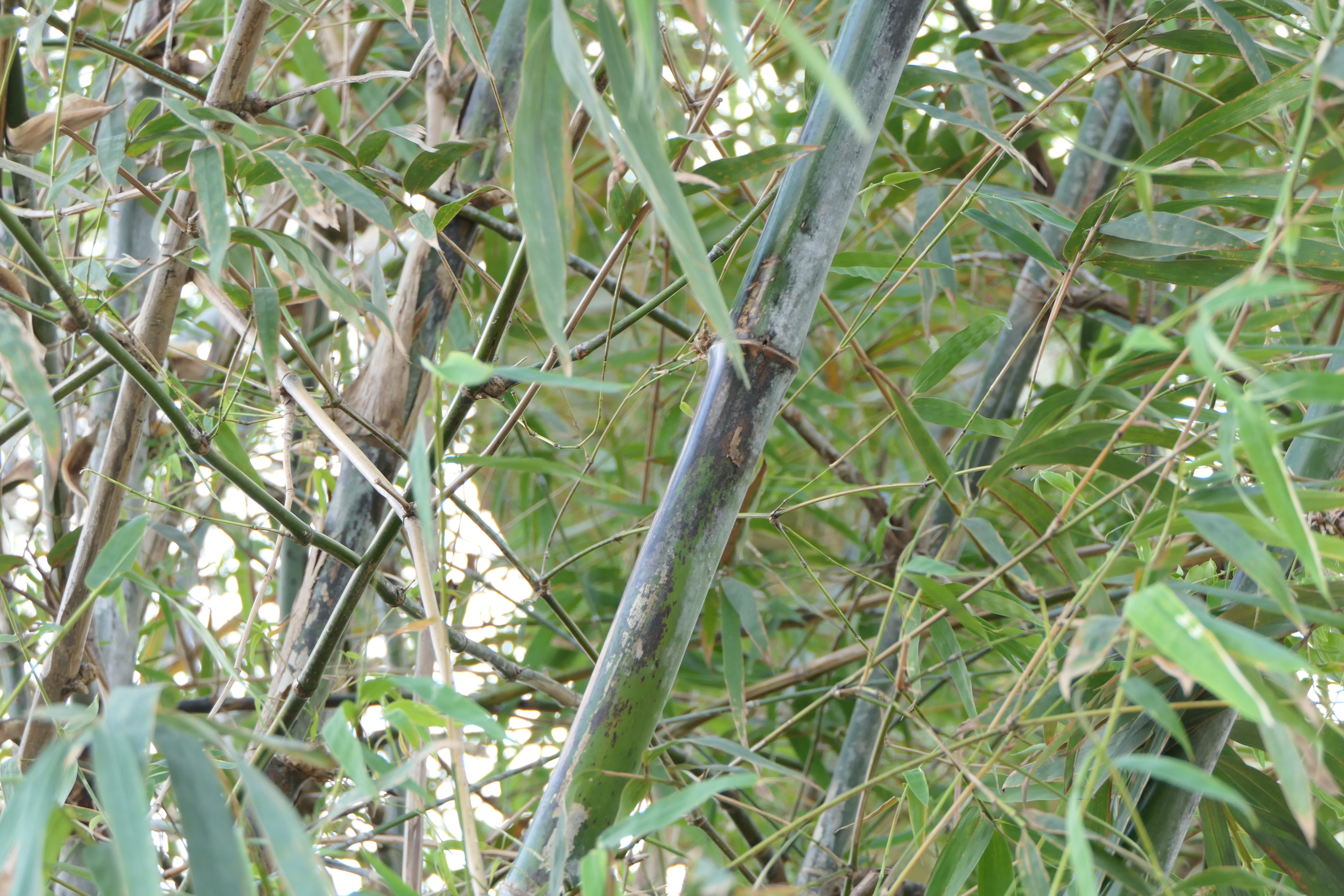 DENDROCALAMUS STRICTUS