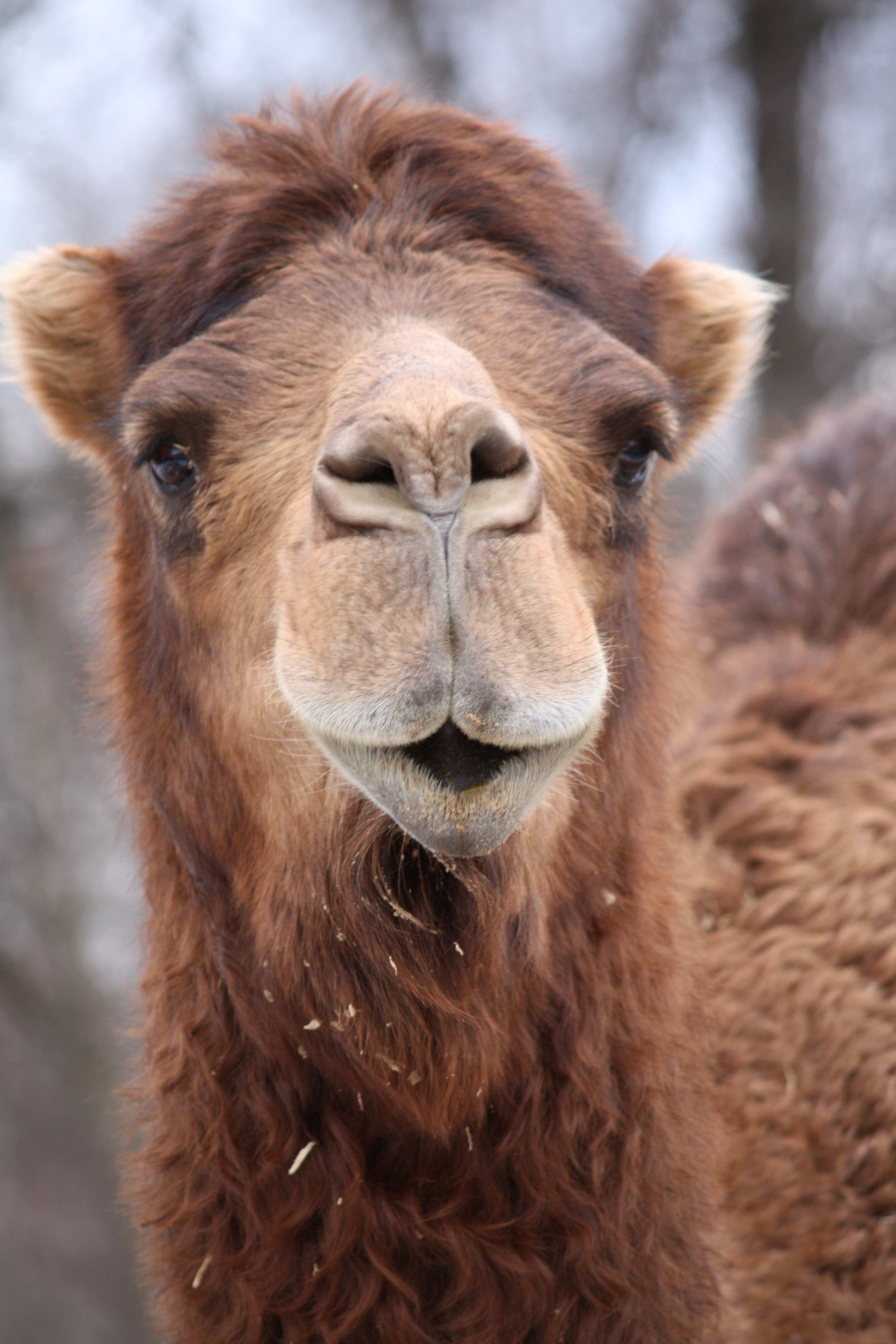 file-dromedary-camel-15-jpg