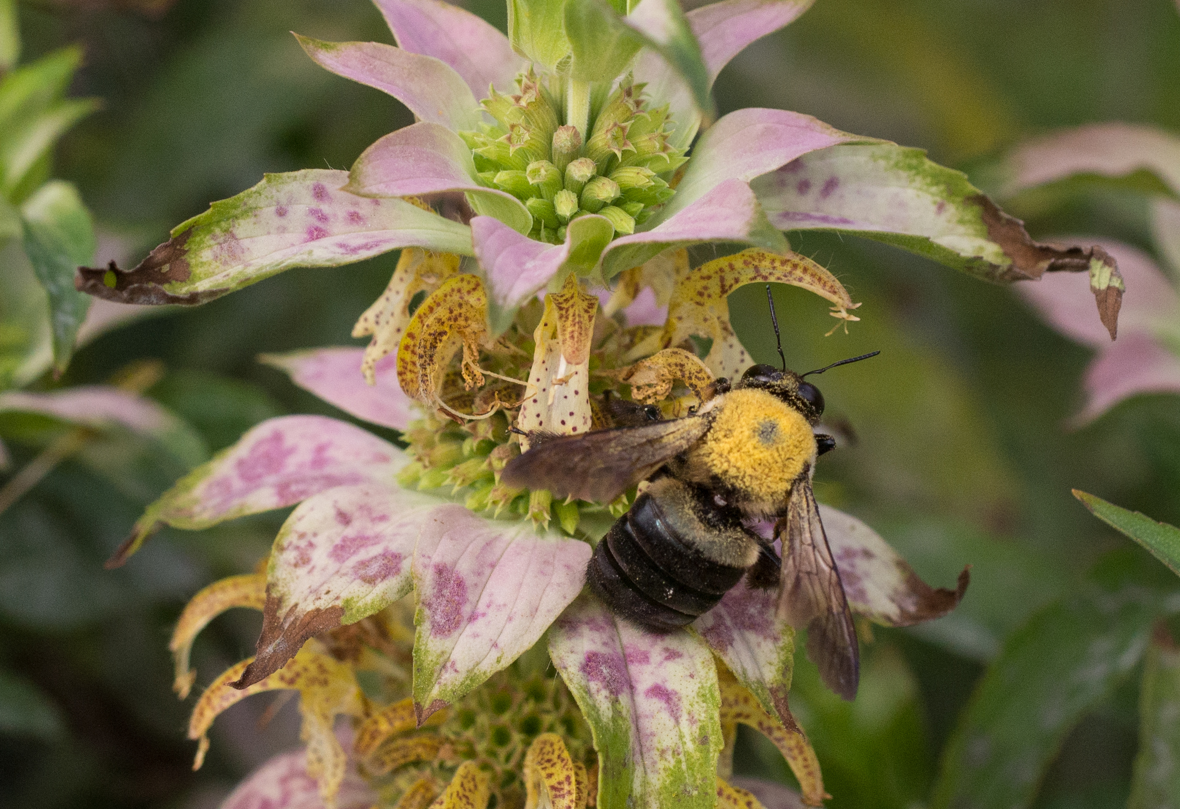 Bee balm lambada