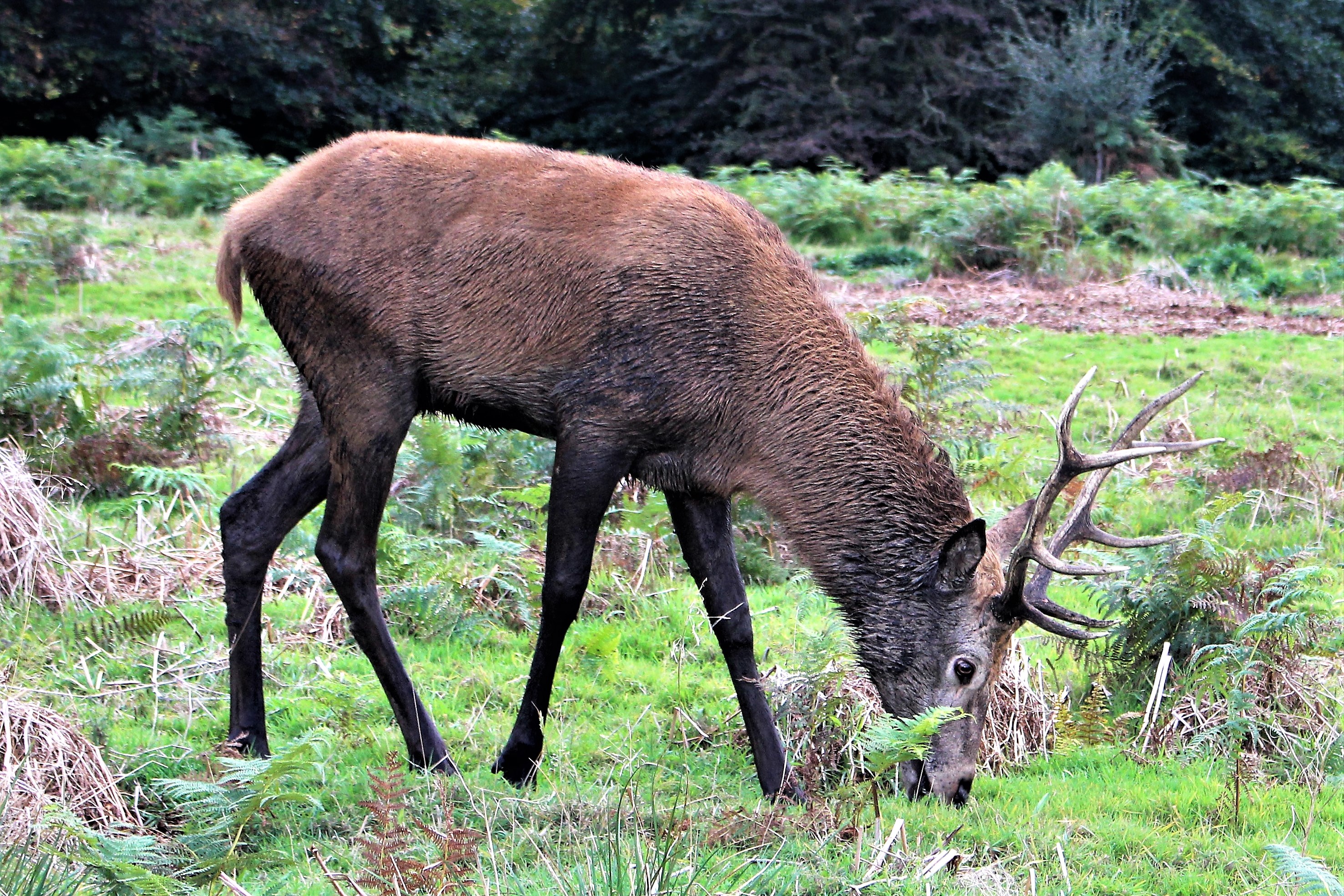 Марал толковый словарь. Cervus elaphus. Марал Cervus elaphus. Изюбри (Cervus elaphus xanthopygus). Марал самка.